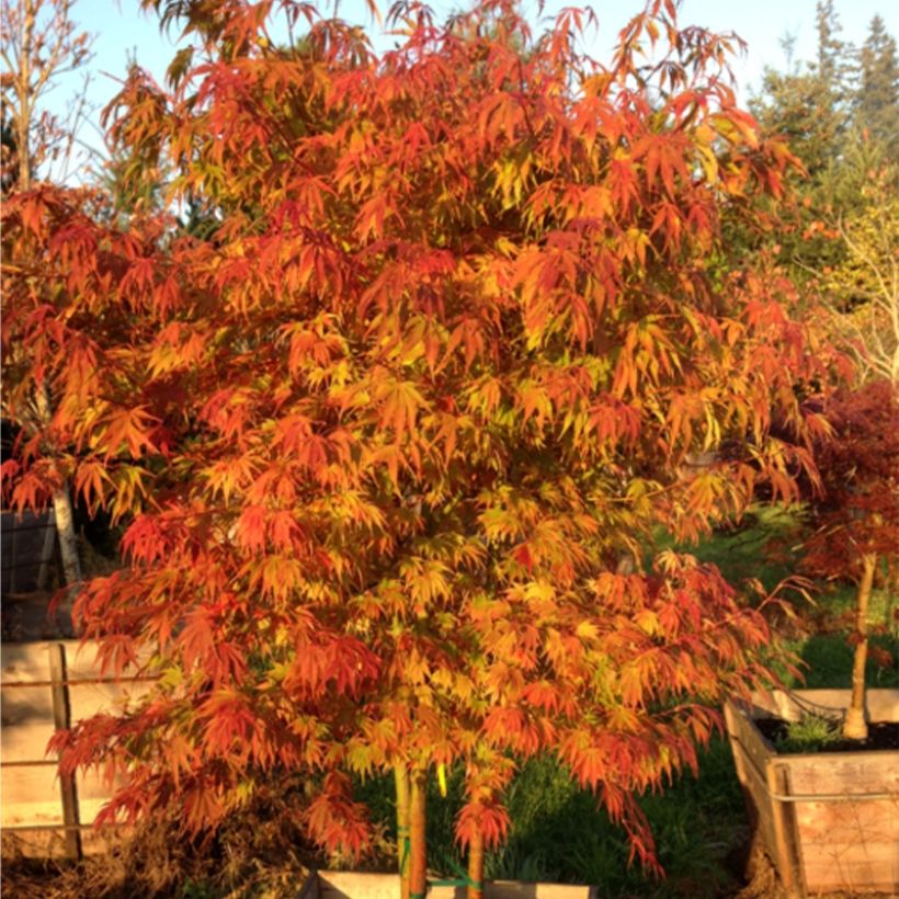 Fächerahorn Orange Flame - Acer palmatum (Plant habit)