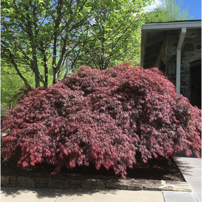 Fächerahorn Pevé Dave - Acer palmatum (Plant habit)