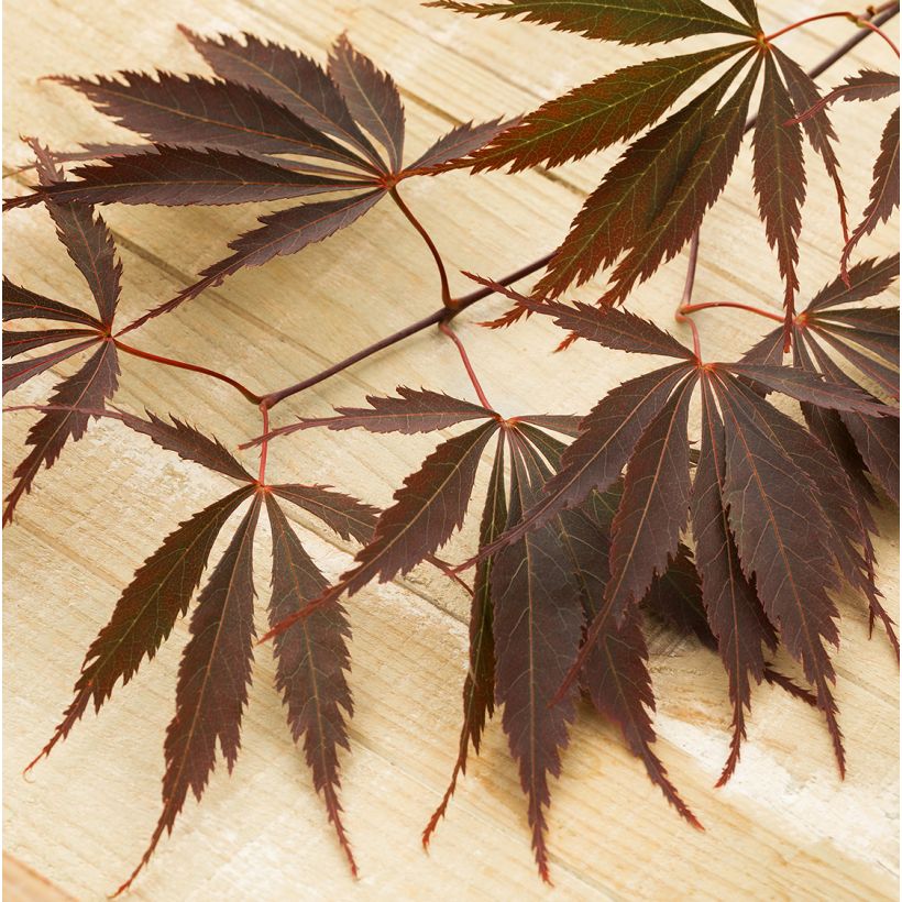 Fächerahorn Pevé Dave - Acer palmatum (Foliage)