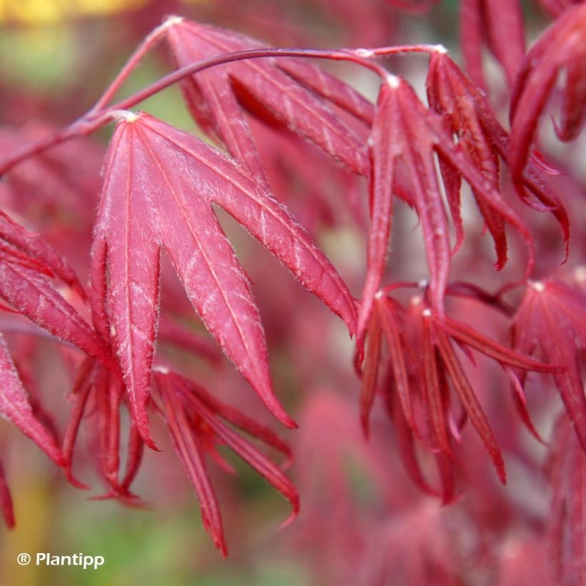 Fächerahorn Pevé Starfish - Acer palmatum (Foliage)