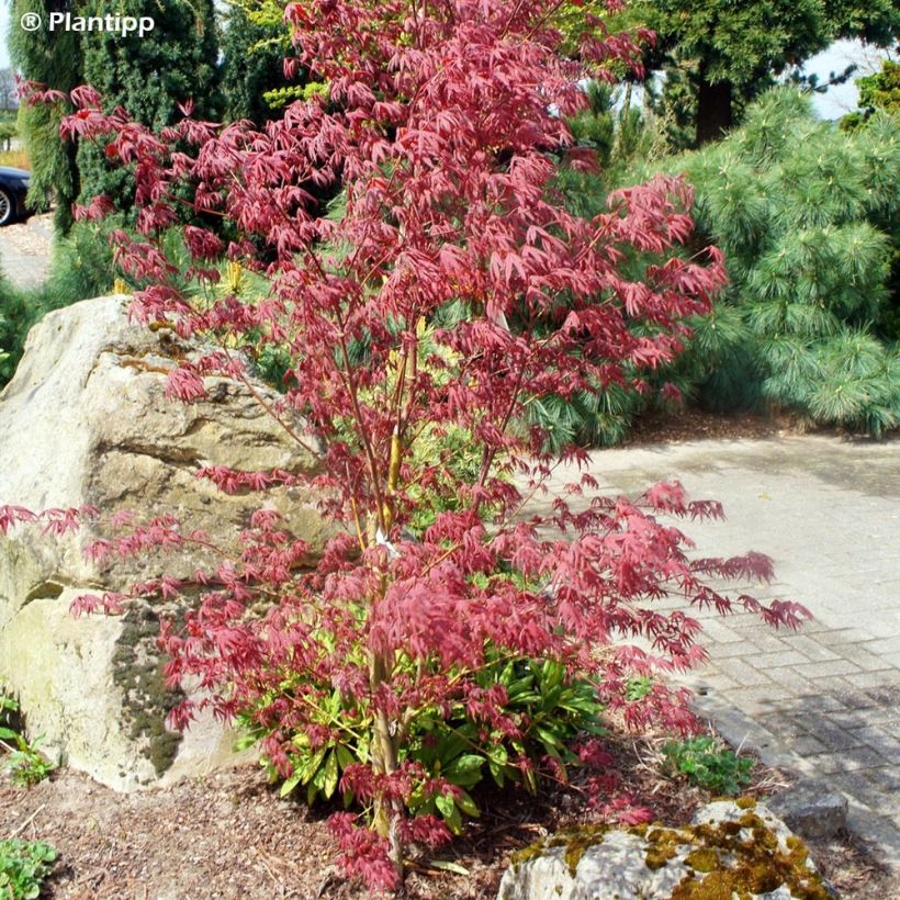 Fächerahorn Pevé Starfish - Acer palmatum (Plant habit)