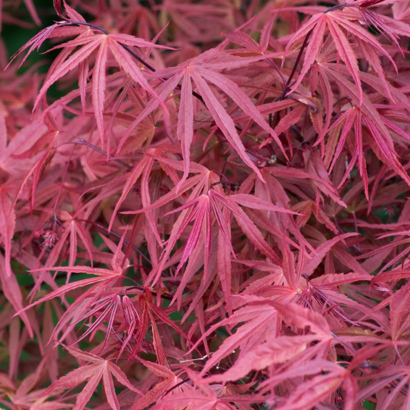 Fächerahorn Red Pygmy - Acer palmatum (Foliage)