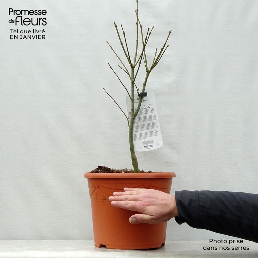 Exemplar von Fächerahorn Red Pygmy - Acer palmatum Topf mit 12L/15L wie im Winter geliefert