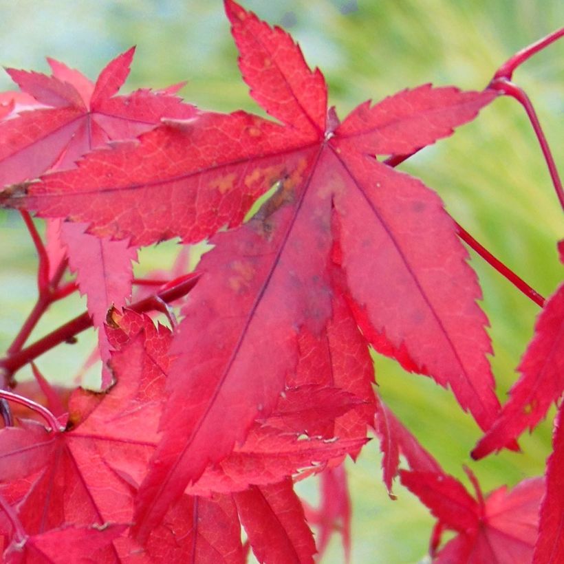 Fächerahorn Redwine - Acer palmatum (Foliage)