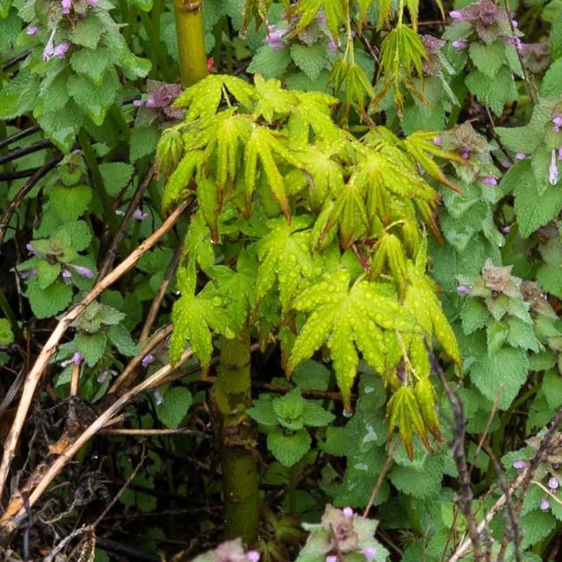 Fächerahorn Ryusen - Acer palmatum (Foliage)