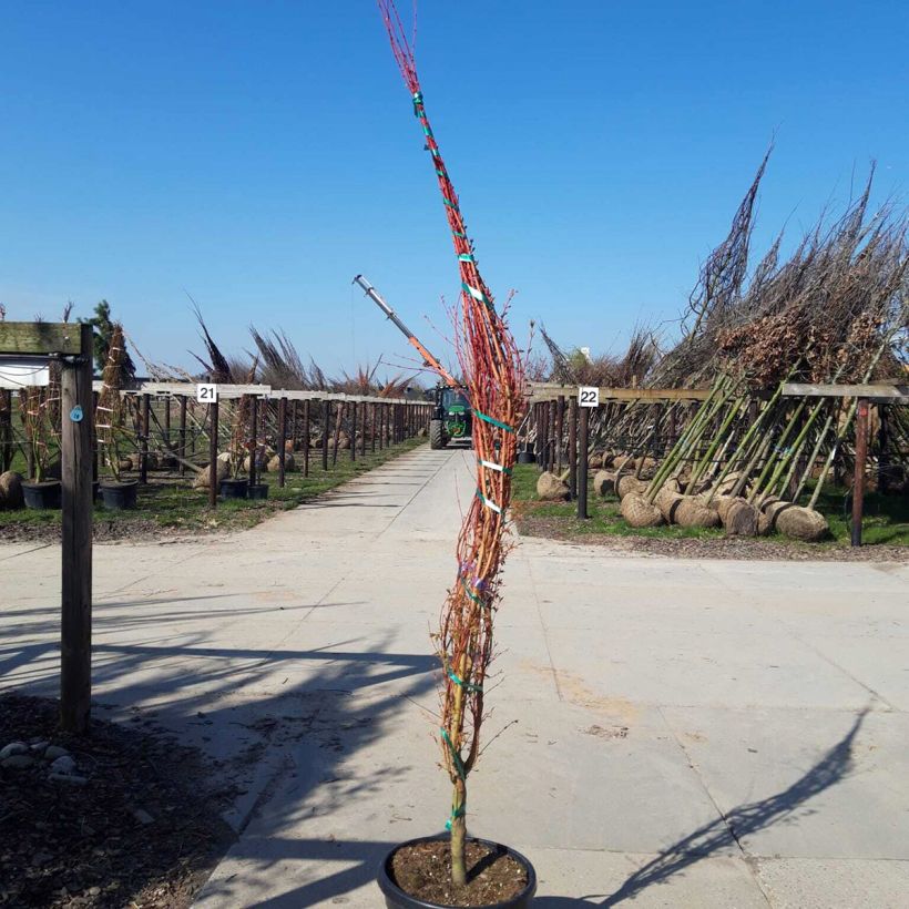 Example of Fächerahorn Sangokaku - Acer palmatum Topf mit 50L/55L as you get in printemps