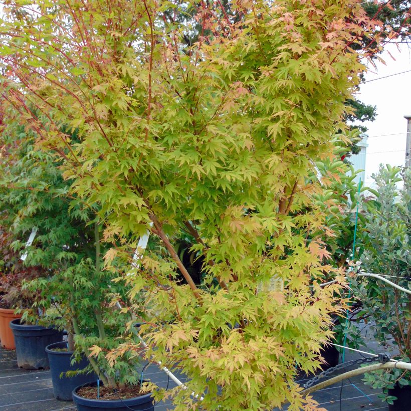 Fächerahorn Sangokaku - Acer palmatum (Plant habit)