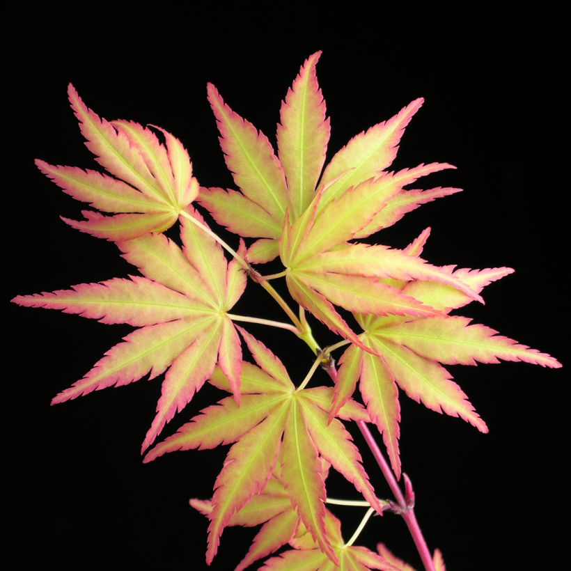 Fächerahorn Sangokaku - Acer palmatum (Foliage)