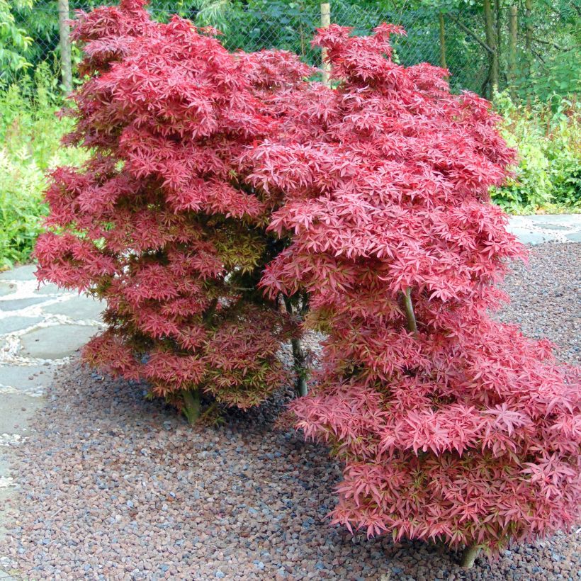 Fächerahorn Shaina - Acer palmatum (Plant habit)