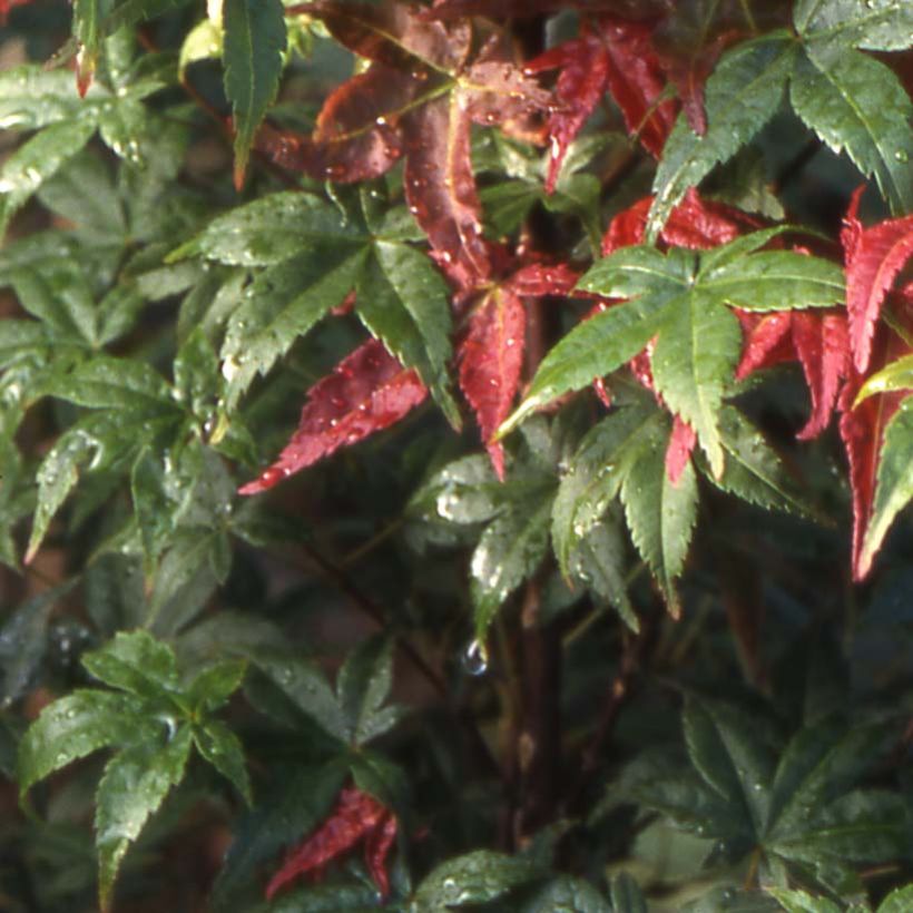 Fächerahorn Shindeshojo - Acer palmatum (Foliage)