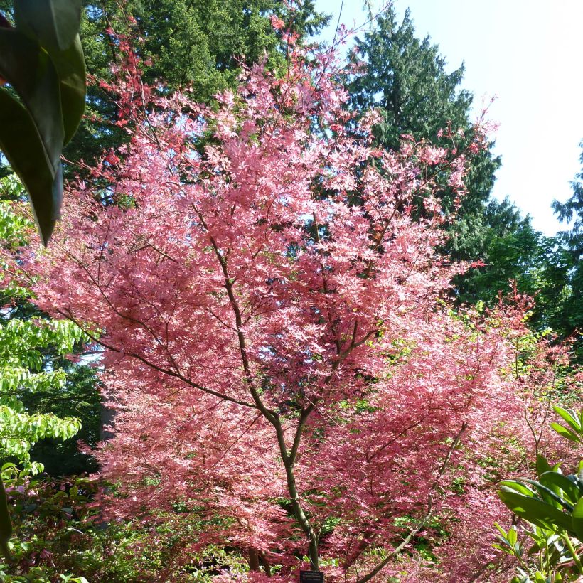 Fächerahorn Shindeshojo - Acer palmatum (Plant habit)