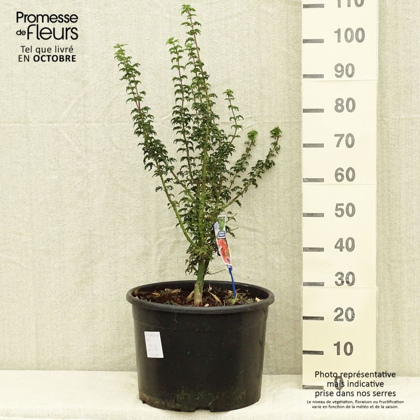 Example of Fächerahorn Shishigashira - Acer palmatum Topf mit 18L/20L as you get in automne