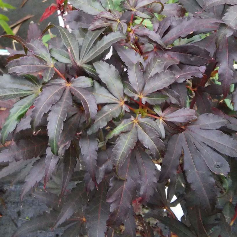 Fächerahorn Skeeter's Broom - Acer palmatum (Foliage)