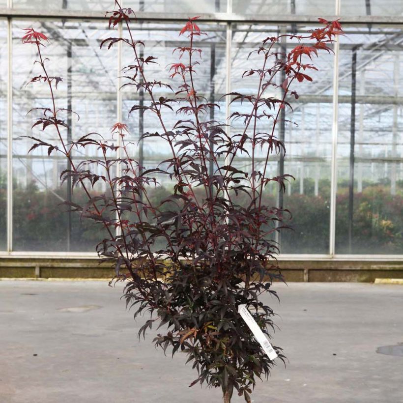 Fächerahorn Skeeter's Broom - Acer palmatum (Plant habit)