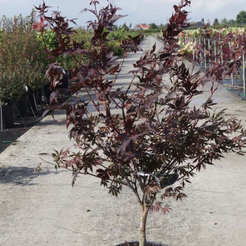 Fächerahorn Trompenburg - Acer palmatum (Plant habit)