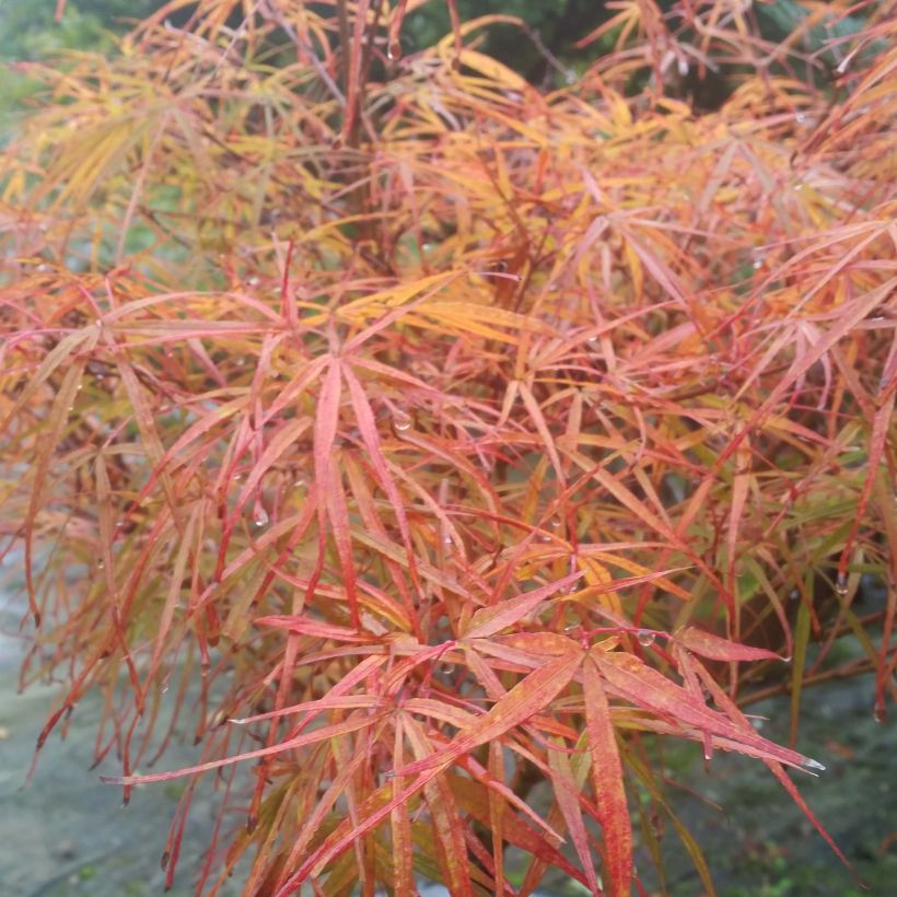 Fächerahorn Villa taranto - Acer palmatum (Foliage)