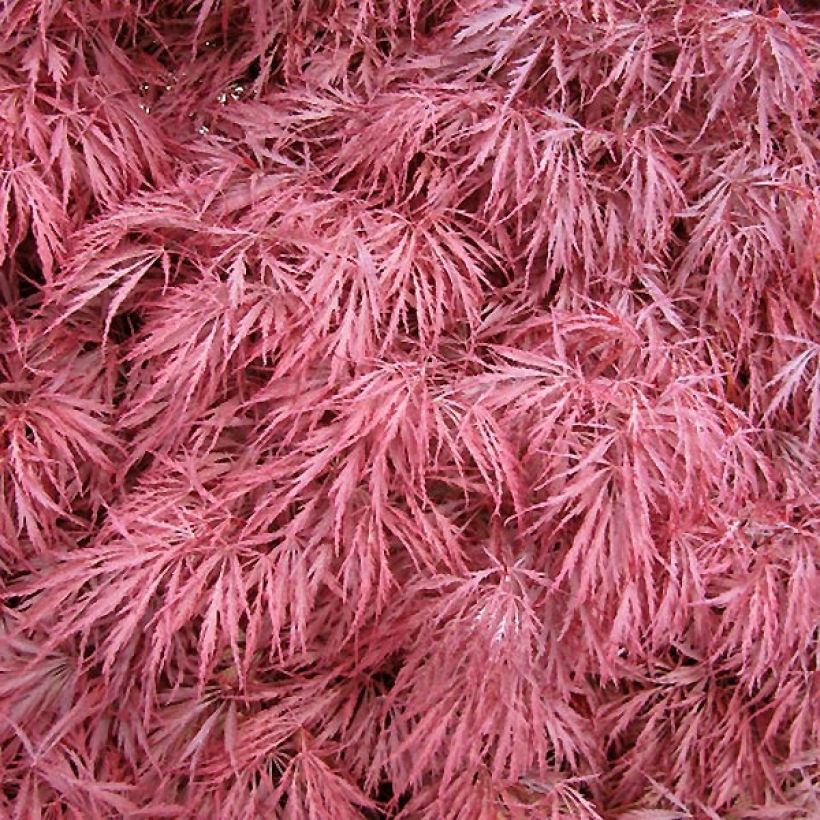 Fächerahorn Dissectum Atropurpureum - Acer palmatum (Foliage)