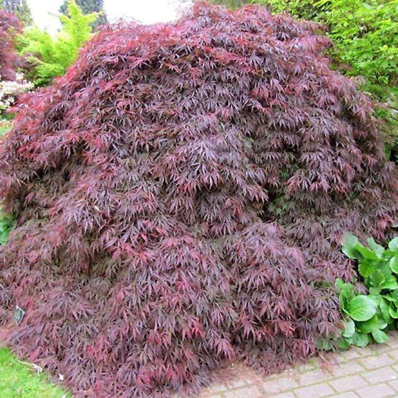 Fächerahorn Dissectum Atropurpureum - Acer palmatum (Plant habit)