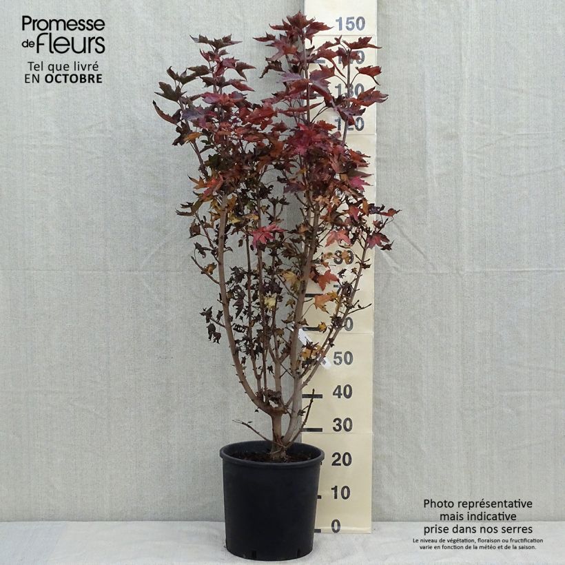 Example of Spitz-Ahorn Crimson Sentry - Acer platanoides Topf mit 12L/15L as you get in automne