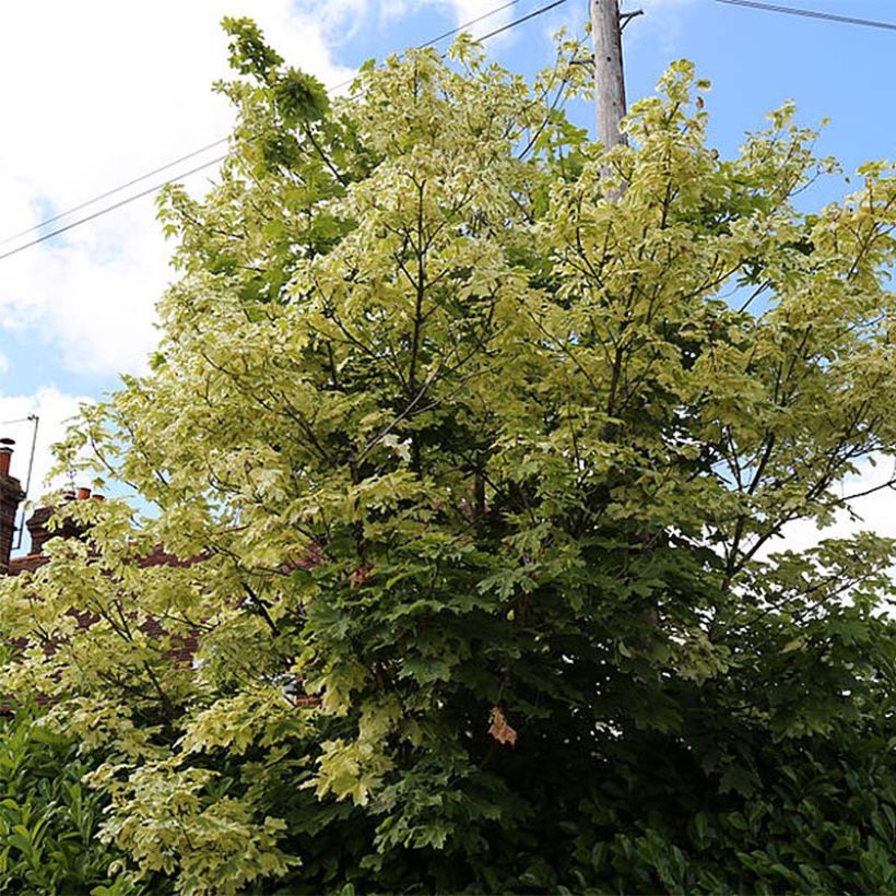 Spitz-Ahorn Drummondii - Acer platanoides (Plant habit)