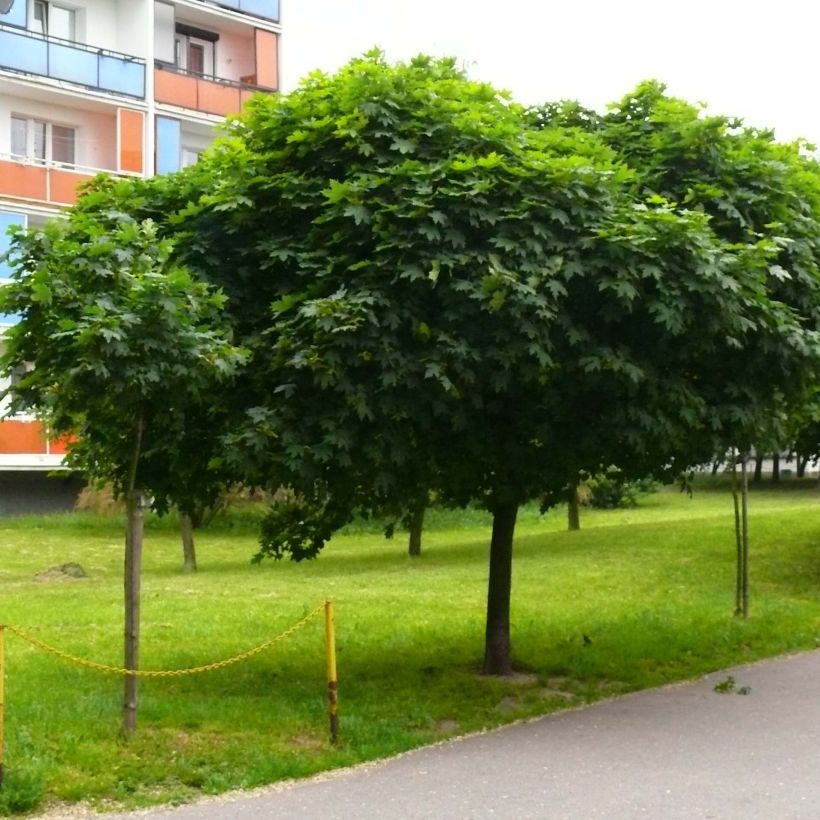 Spitz-Ahorn Globosum - Acer platanoides (Plant habit)