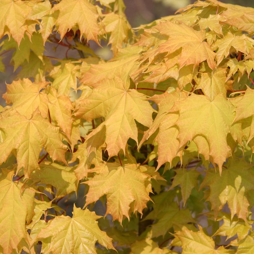 Spitz-Ahorn Golden Globe - Acer platanoides (Foliage)