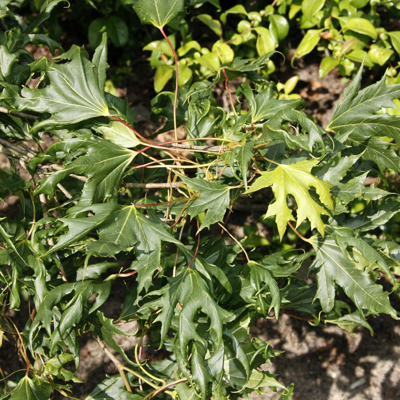 Spitz-Ahorn Laciniatum - Acer platanoides (Foliage)