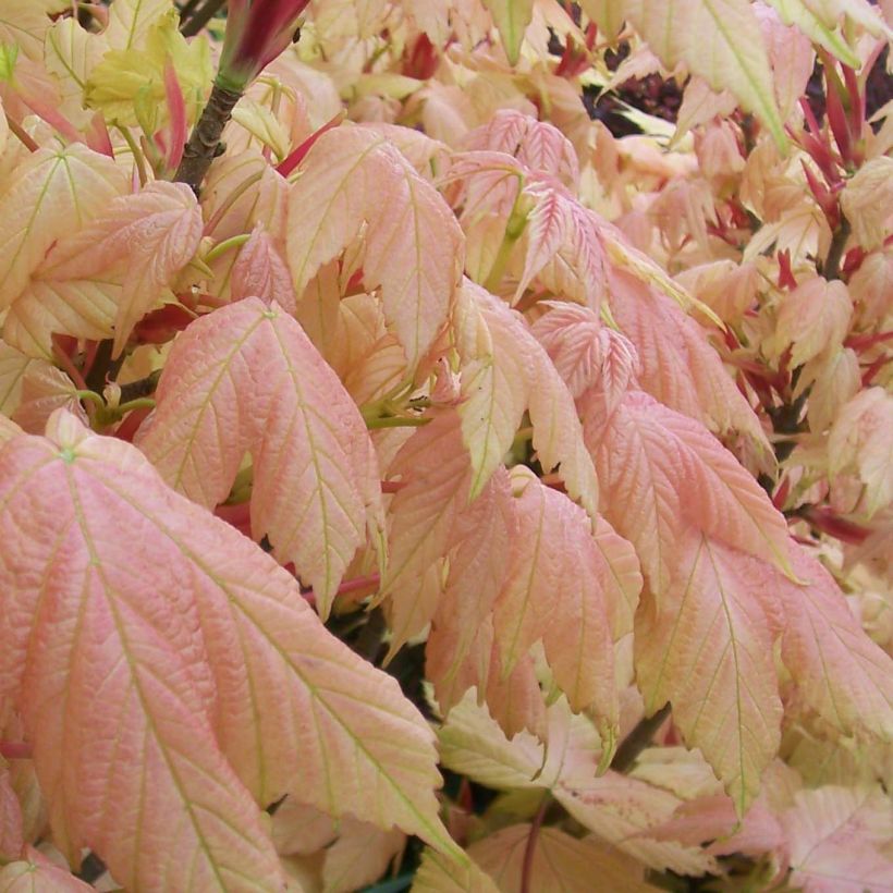 Berg-Ahorn Brilliantissimum - Acer pseudoplatanus (Foliage)