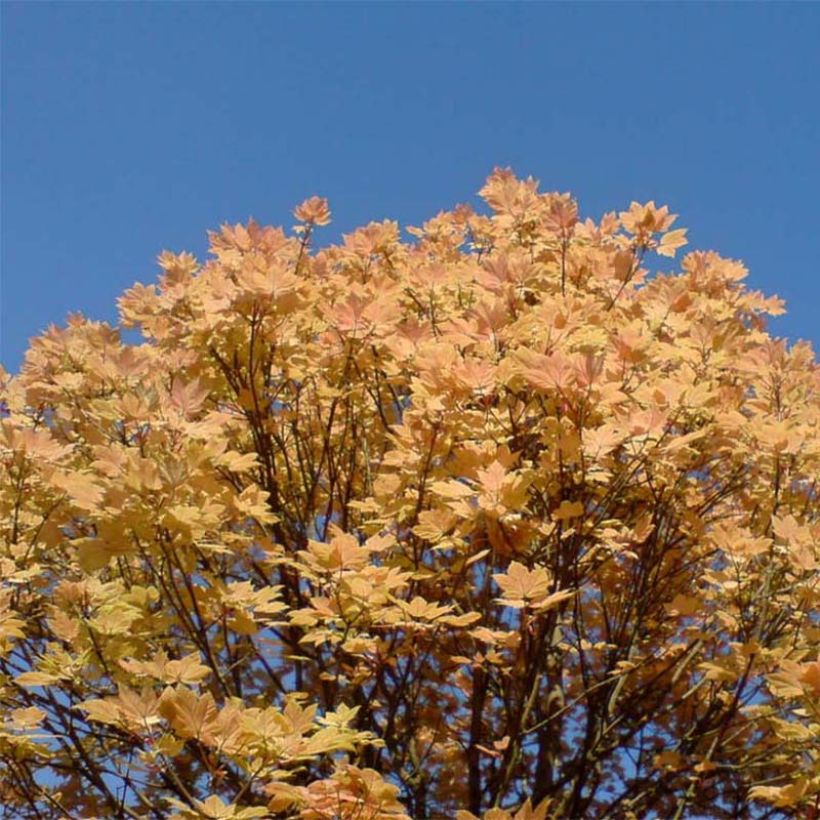 Berg-Ahorn Brilliantissimum - Acer pseudoplatanus (Plant habit)
