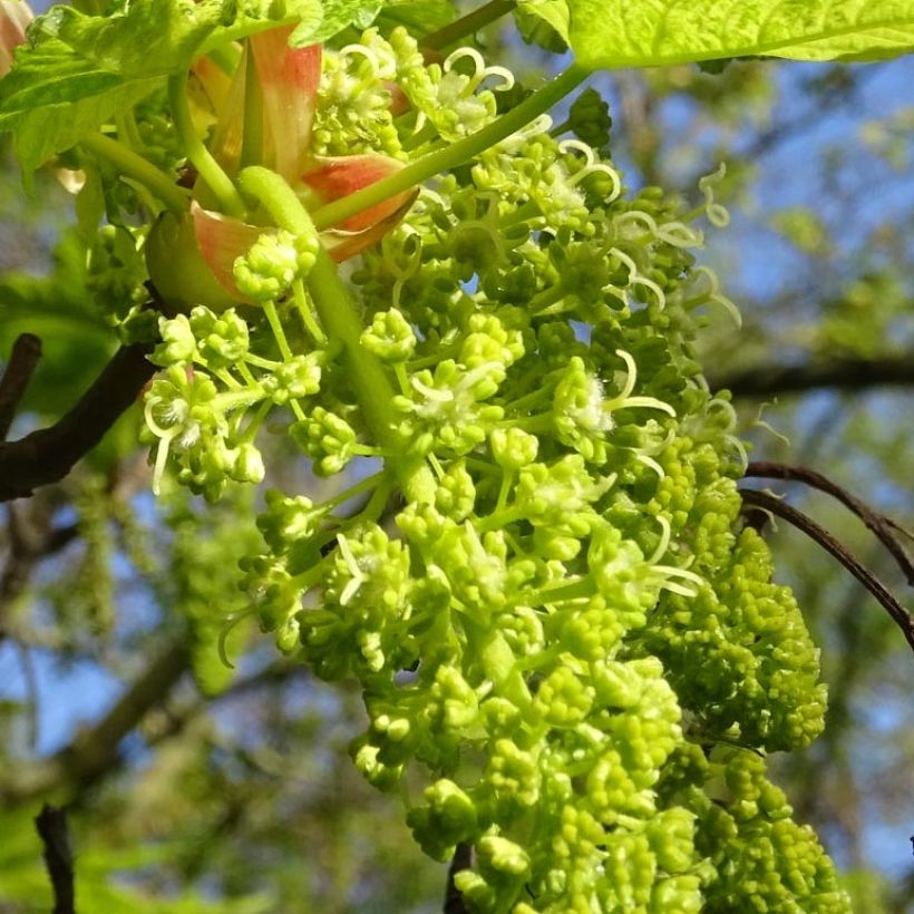 Berg-Ahorn Leopoldii - Acer pseudoplatanus (Flowering)