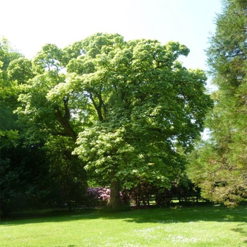 Berg-Ahorn Leopoldii - Acer pseudoplatanus (Plant habit)
