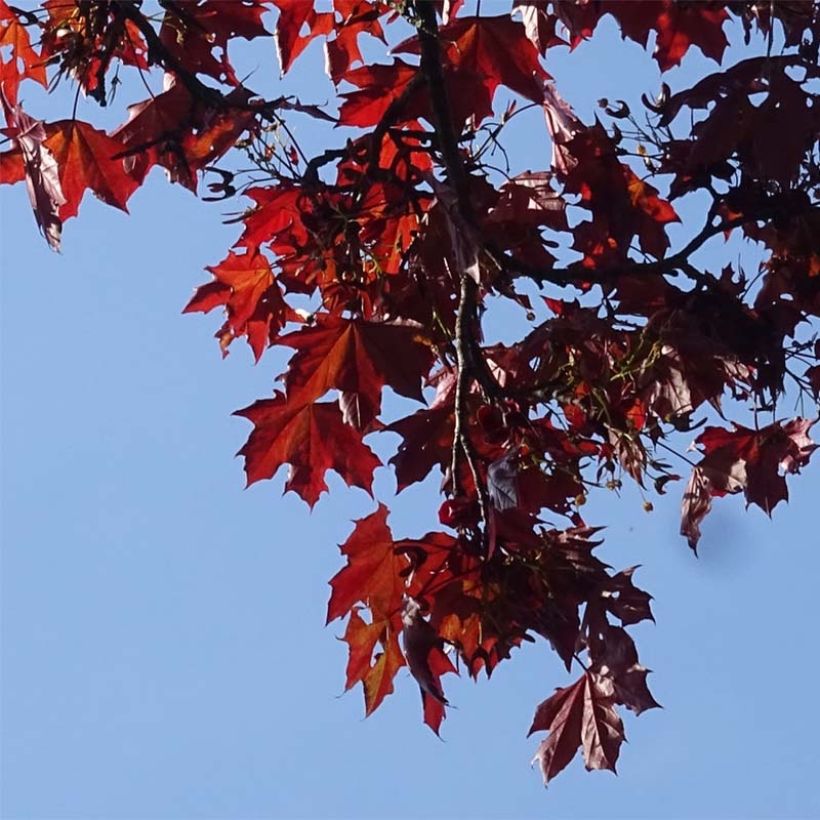 Spitz-Ahorn Royal Red - Acer platanoides (Foliage)