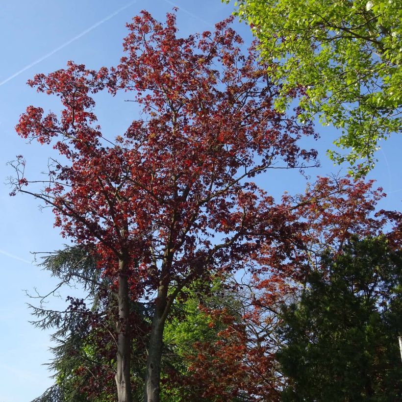 Spitz-Ahorn Royal Red - Acer platanoides (Plant habit)