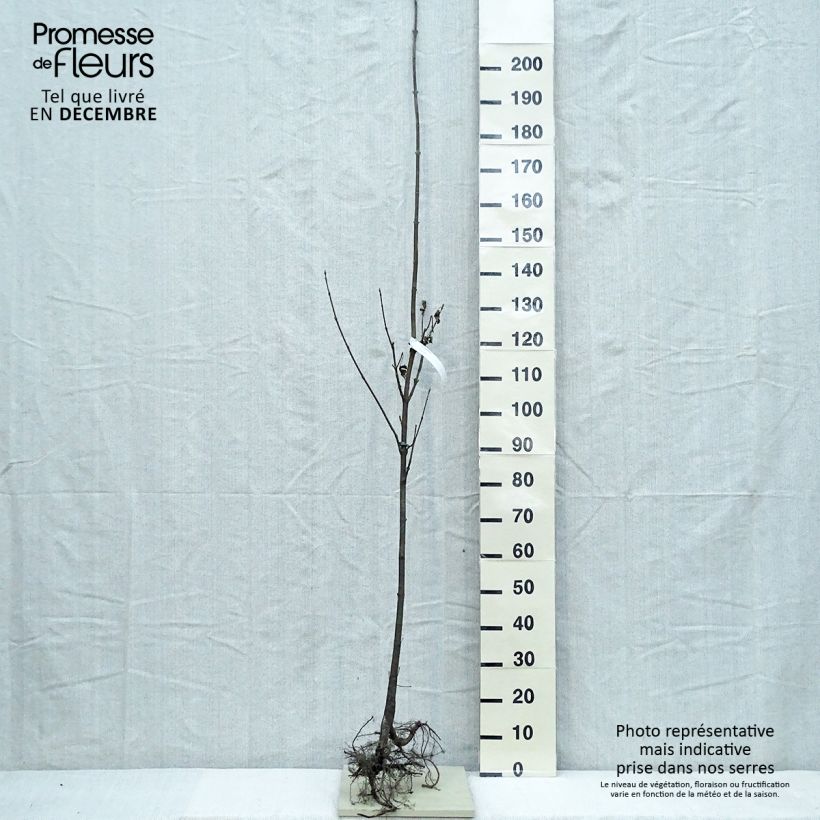 Example of Berg-Ahorn - Acer pseudoplatanus Wurzelnackt as you get in hiver