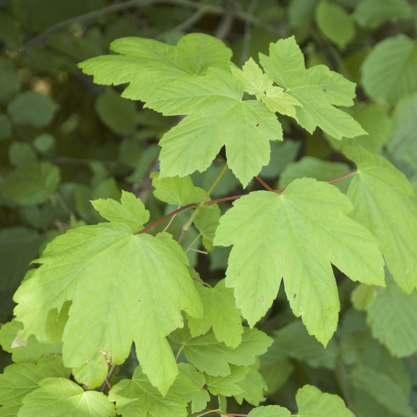Berg-Ahorn - Acer pseudoplatanus (Foliage)