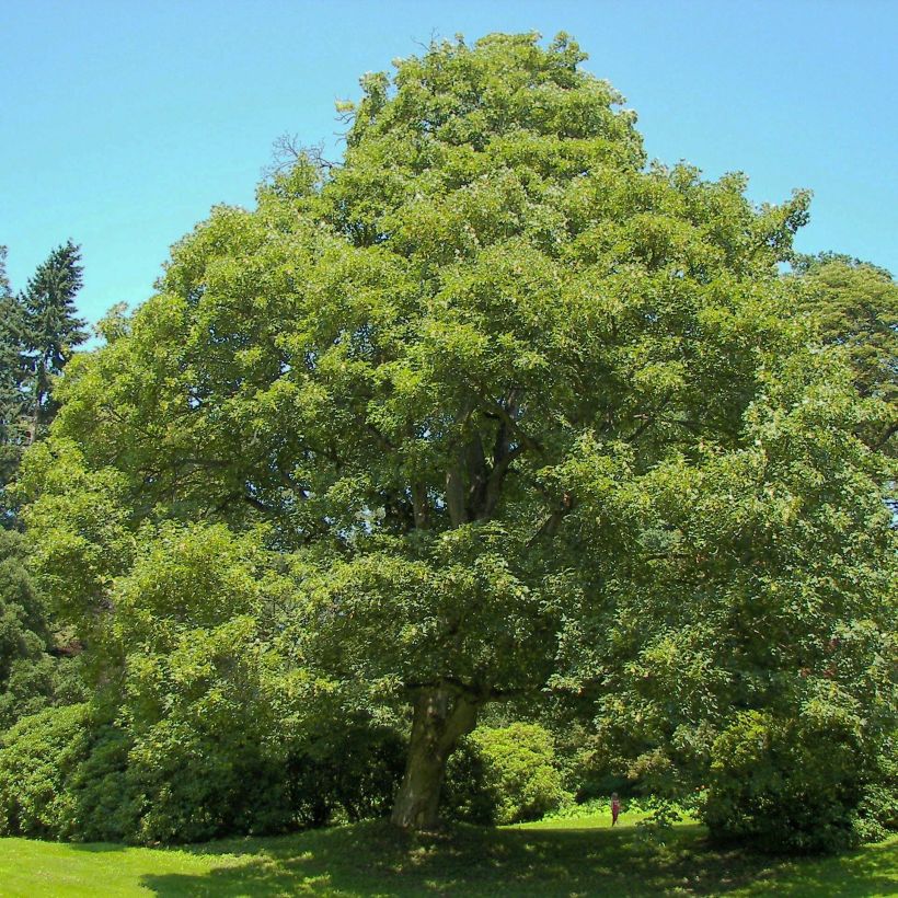 Berg-Ahorn - Acer pseudoplatanus (Plant habit)