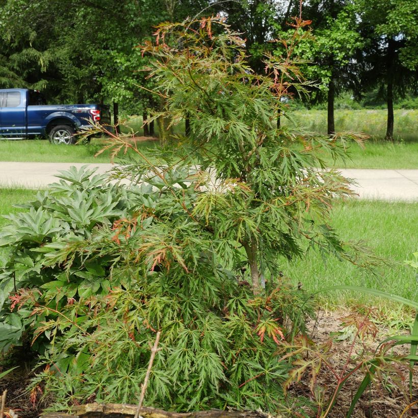 Ahorn Ice Dragon - Acer pseudosieboldianum (Plant habit)