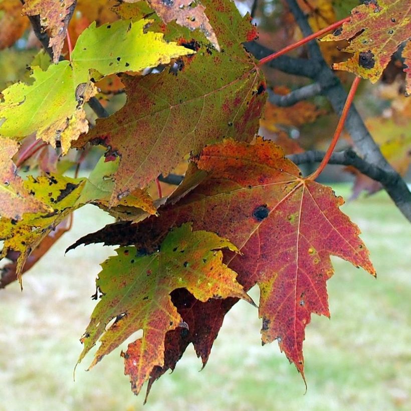 Rot-Ahorn Armstrong - Acer rubrum (Foliage)