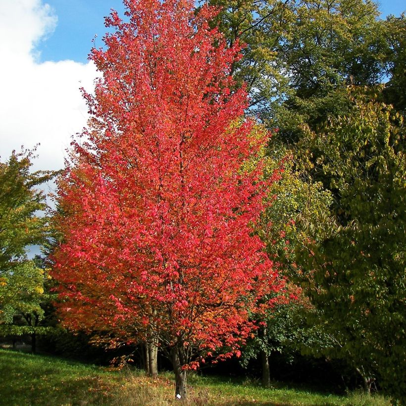 Rot-Ahorn Armstrong - Acer rubrum (Plant habit)