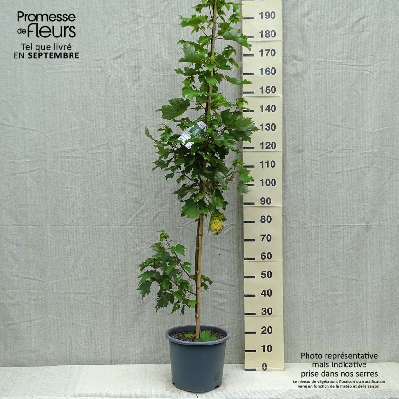 Example of Rot-Ahorn Armstrong - Acer rubrum Topf mit 12L/15L as you get in automne