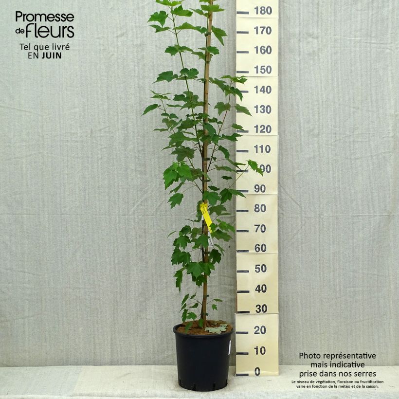 Example of Rot-Ahorn Fairview Flame - Acer rubrum Topf mit 12L/15L as you get in ete