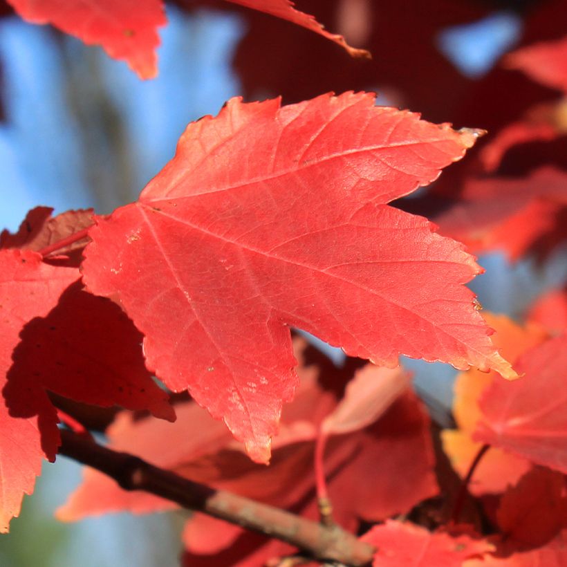Rot-Ahorn Fairview Flame - Acer rubrum (Foliage)