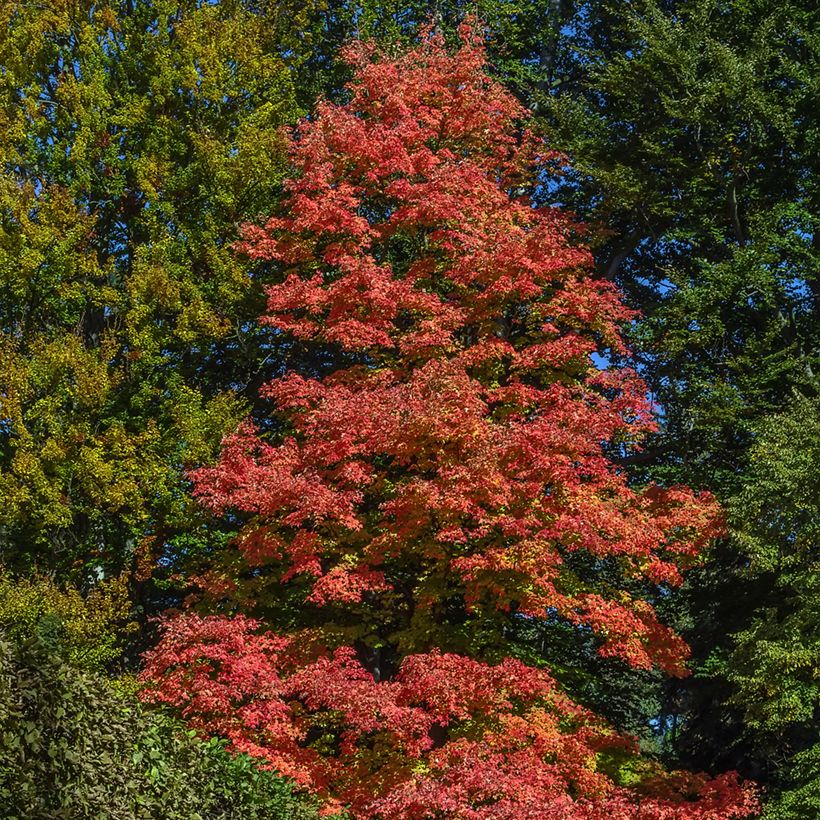 Rot-Ahorn Fairview Flame - Acer rubrum (Plant habit)