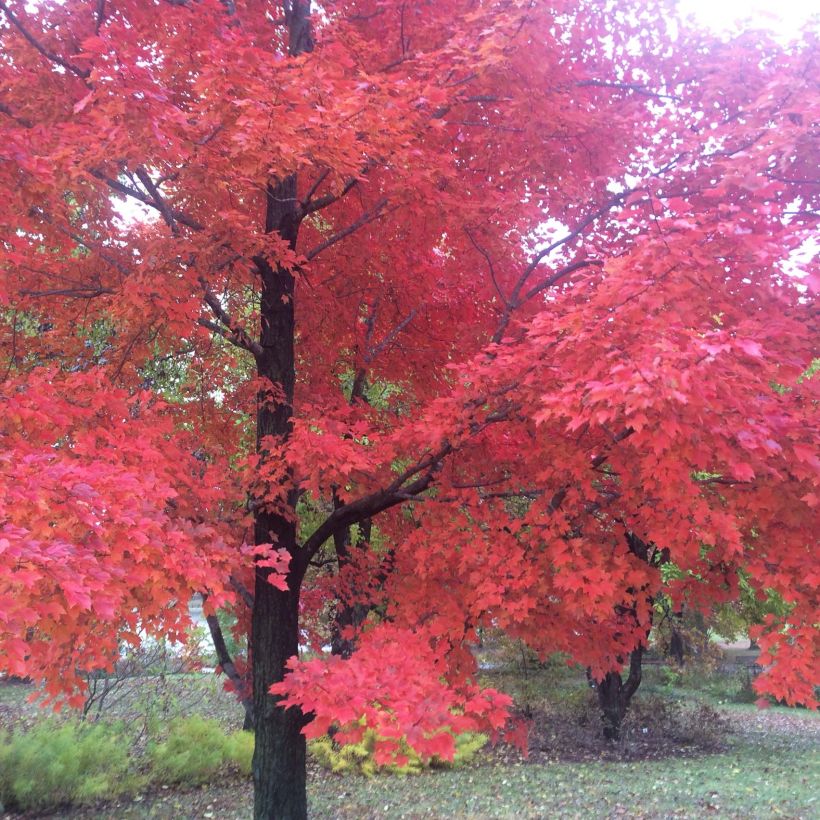 Rot-Ahorn Red Sunset - Acer rubrum (Plant habit)