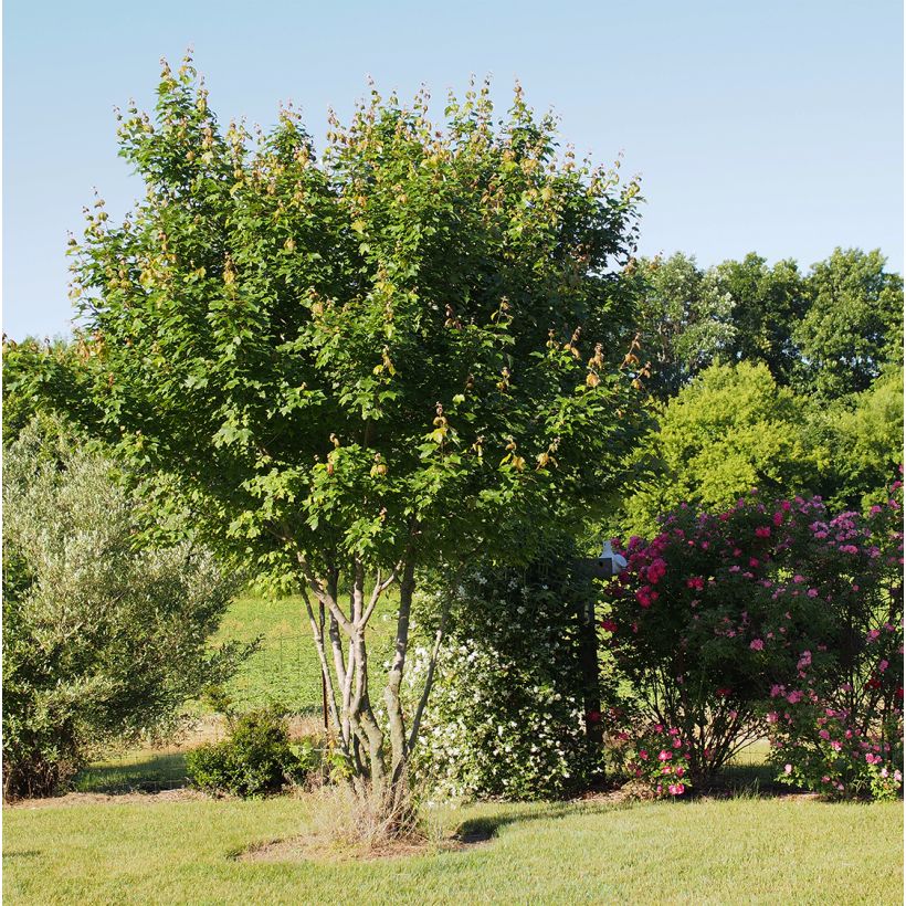 Rot-Ahorn Summer Red - Acer rubrum (Plant habit)