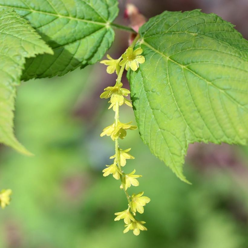 Rotnerviger Schlangenhautahorn - Acer rufinerve (Flowering)