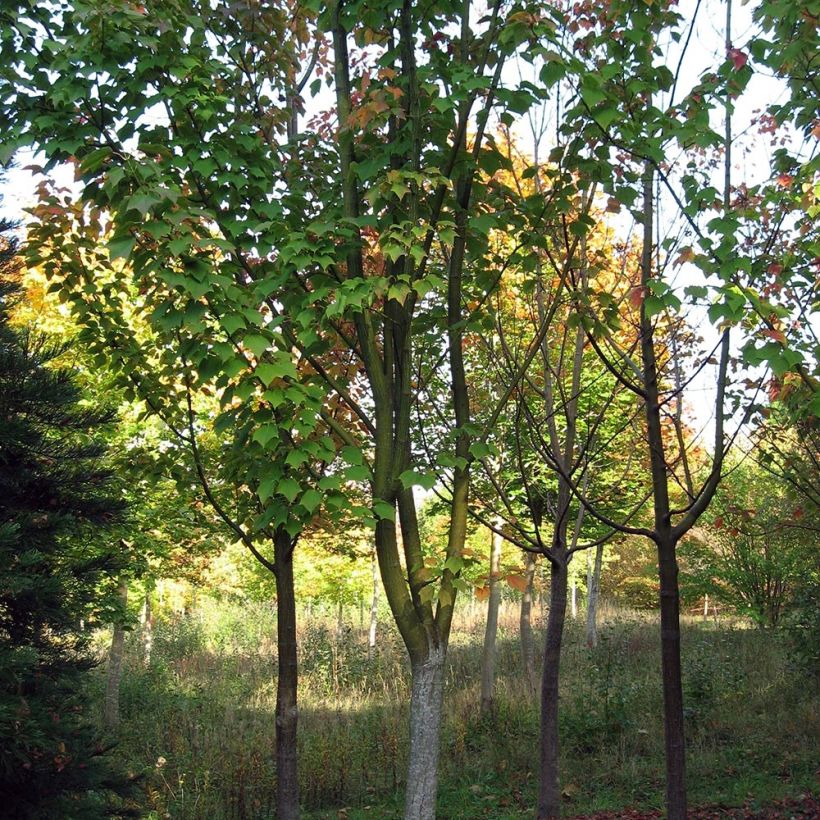 Rotnerviger Schlangenhautahorn - Acer rufinerve (Plant habit)