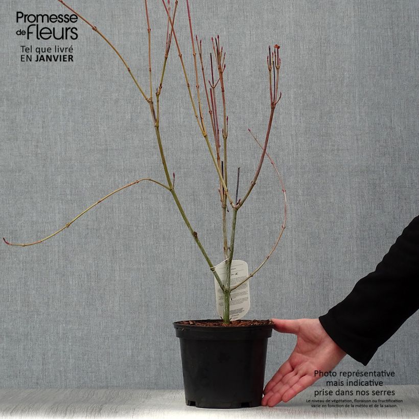 Exemplar von Rotnerviger Schlangenhautahorn - Acer rufinerve Topf mit 4L/5L wie im Winter geliefert