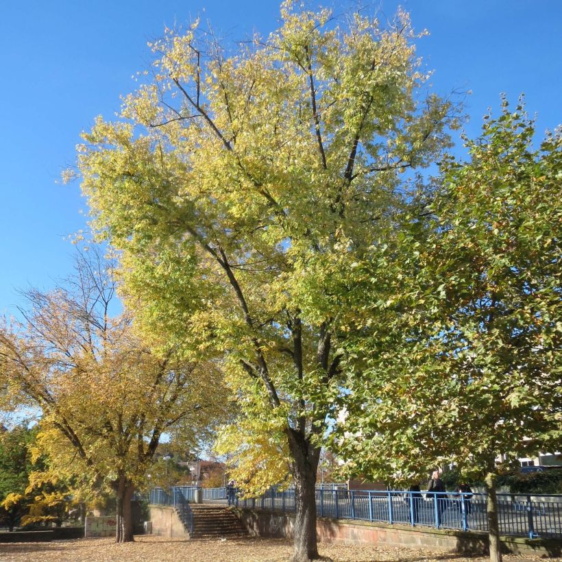 Silber-Ahorn - Acer saccharinum (Plant habit)