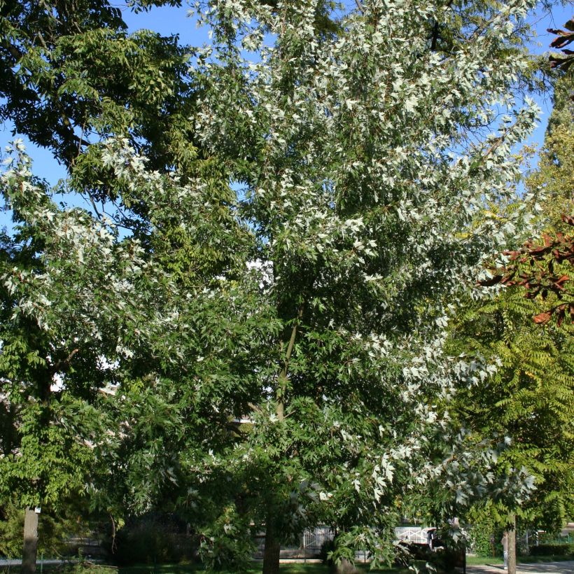 Silber-Ahorn Laciniatum Wieri - Acer saccharinum (Plant habit)